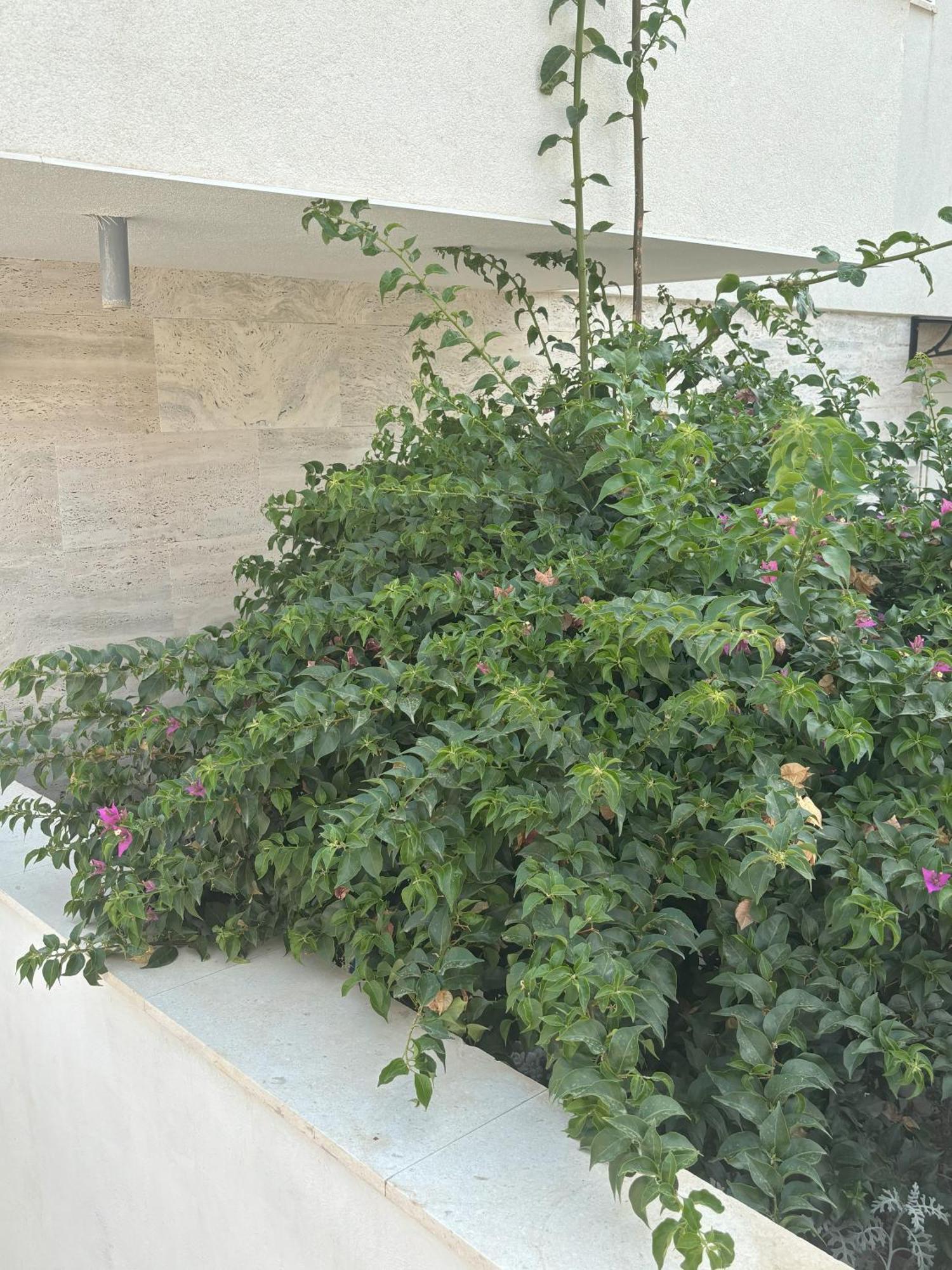 Vila Regina Apartment Rex With Swimming Pool Jezera Buitenkant foto
